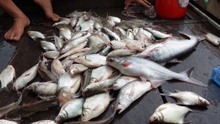 Trúng lưới cá quá cá.11 cá tra, 2 cá ngát, hơn chục ký cá út, cá mè, cá sủ  - Bin Đen Miền Tây # 234