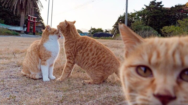 国外趣味视频集锦，看完觉得整个世界都是那么欢乐！#119