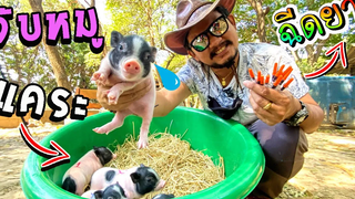 ฉีดยาหมูแคระ โดนแม่หมูไล่ เกือบโดนกัด Vaccination of dwarf pigs