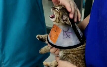 Little kitty went to the vet and got so mad it turned into a duck! Oh no—so angry yet can’t resist t