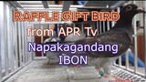 Racing Pigeon | Raffle Gift Bird