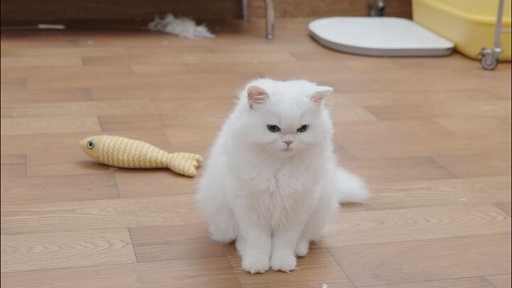 So what if such a cutie has a bit of scheming?