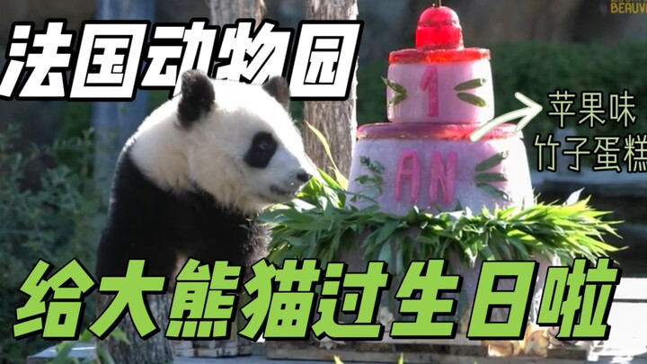 Panda: On the occasion of my first birthday, hundreds of French people watched me eat a bamboo cake.