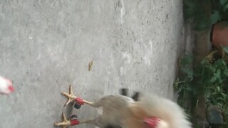 white hatch ko vs rrzn kanawayon