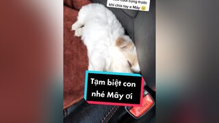 Cả nhà gửi giúp tớ 1 lời tạm biệt tới e Mây nhé.  cunyeucuadua chó chócon chókhôn chócute xuhuong fyp