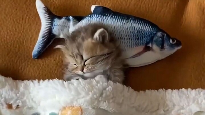 Kucing: Kucing kecil tidak perlu bekerja dari jam sembilan pagi sampai lima sore~