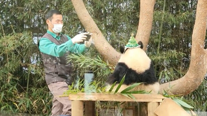 (แพนด้า) แพนด้าฝูเป่าถูกคุณลุงใช้เป็นแบบถ่ายรูปอีกแล้ว