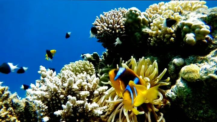 “5 AMAZING Ocean Facts😯
