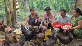 Thu Hoạch Trứng Gà - Vịt Đẻ Chỉ Một Thời Gian Ngắn Năng Suất Bất Ngờ | TKQ & Family T1090