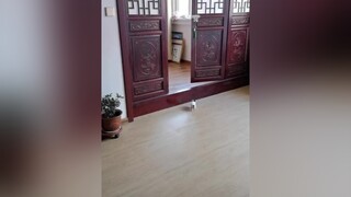 Coi mấy cái chân bé xíu kìa 😆mèo cute foryou