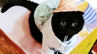 Qian Suisui actually peed on my bed! Are you going to do something about it?