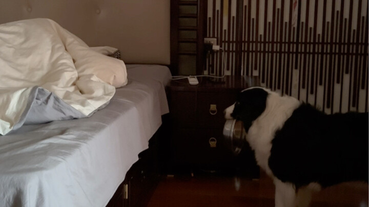 Sejak punya anjing, aku nggak pernah bisa bangun siang lagi saat liburan.