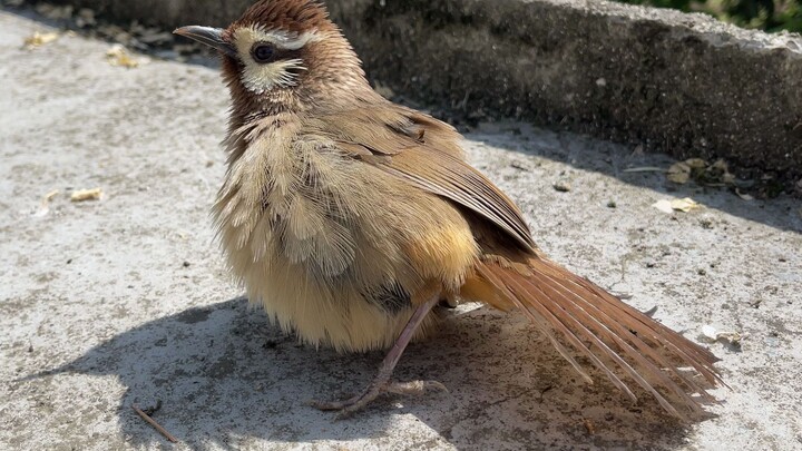 Makhluk kecil yang menggemaskan ini, benar-benar ingin mendekat dan membelainya!