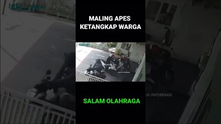 MALING APES DIJEBAK WARGA DAN DI TANGKAP