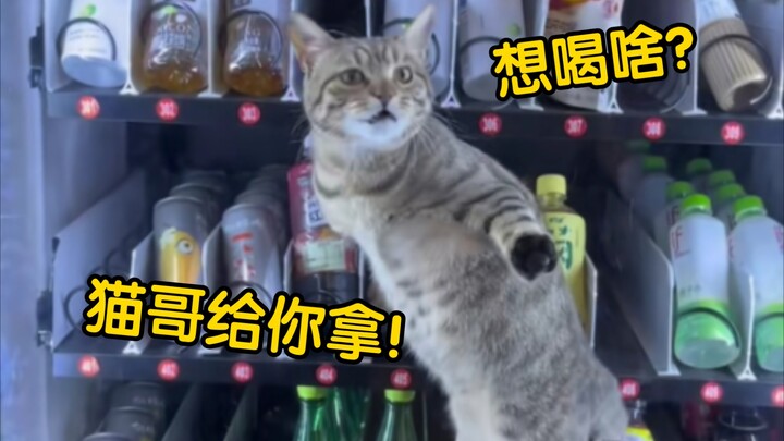 แมว : "อยากดื่มอะไรไหม พี่แมวไปเอามาให้!"