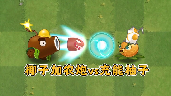 มะพร้าวปืนใหญ่ vs ส้มโอชาร์จพลัง ใครจะเหนือกว่ากัน?