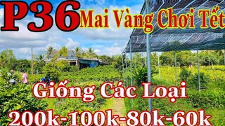 Mai vàng chơi tết p36 | 0333821029 C.Nhiên | Mai giảo thủ đức 200k-100k-80k-60k - 16loại mai giống