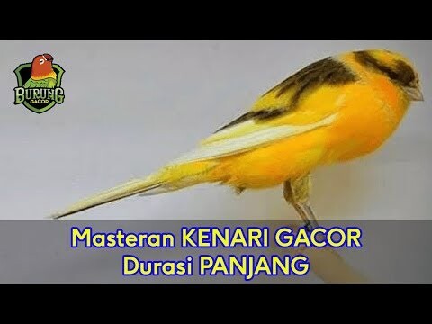 Masteran KENARI GACOR Durasi PANJANG