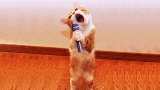 New Funny Cat and Dog Videos 😂🐶 Funniest Animals 😹 Part 2