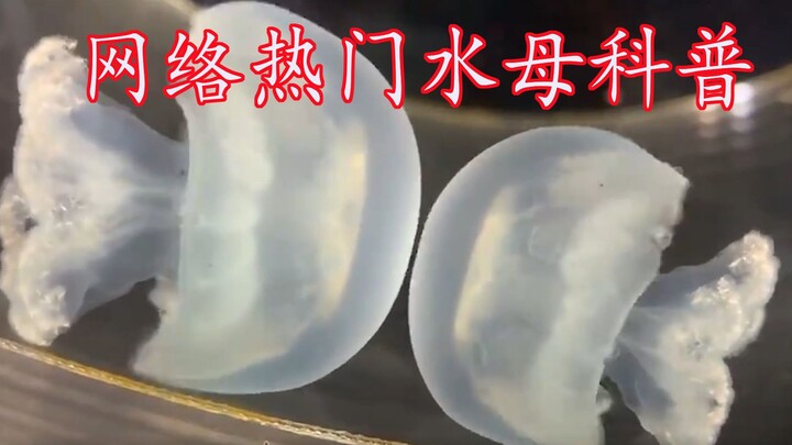 Online Sensation: A Guide to Jellyfish — The Cute and Delicious Crown Jelly [Lan Xiong’s Science Tim