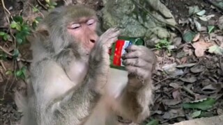 Monkey drinking Erguotou