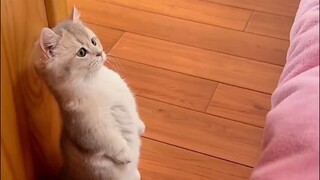funny cat