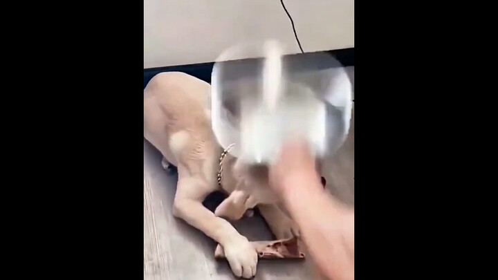 “A dog beaten for guarding its food”