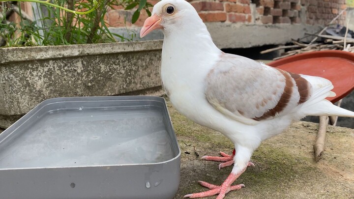 A pigeon moved into a chicken coop and started living together with a bunch of chicken brothers and 