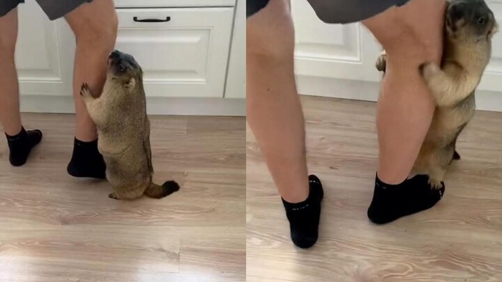 The groundhog was frightened by the hostess and hugged the hostess' thigh tightly for comfort!