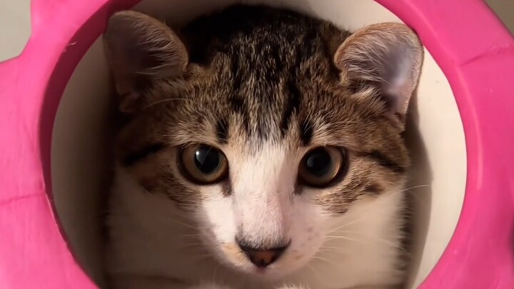 Kucing sangat pandai bermain petak umpet