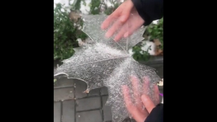 “Found a Transparent Leaf”
