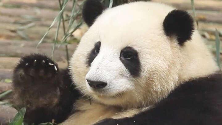 I voluntarily clicked on this video and got completely charmed by the panda Hua Hua.