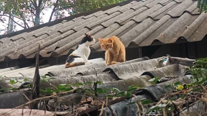 #ดูรวดเดียวจบ