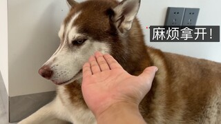 What happens when you put your hand in front of your dog?