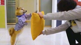 kung fu pets 🥰🥰🥰🥰🥰🥰🥰