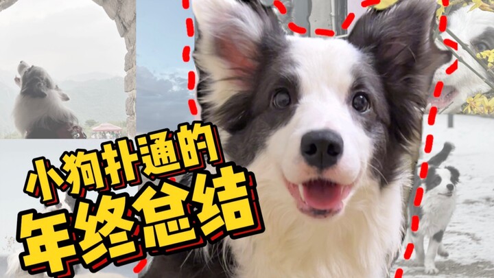 Sepertinya semua yang tidak kudapatkan saat kecil, kuberikan kepada anak anjing