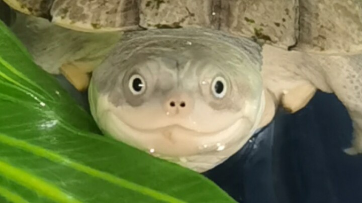 Merekam pertumbuhan seekor babi rawa