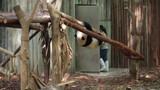 【Panda】Fakta membuktikan: Panda benar-benar mengerti dialek Si Chuan.
