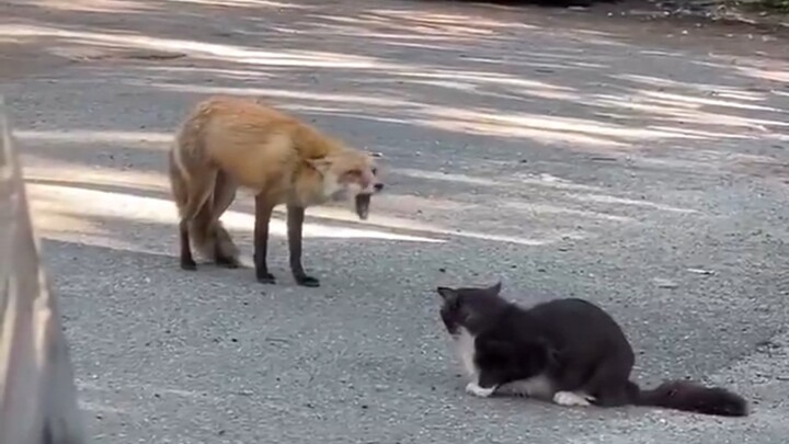 The fox curses at the cat with some seriously harsh words.