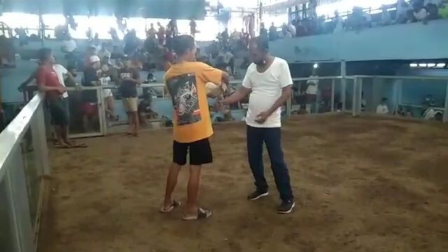 sabong nga sa GMA Cavie