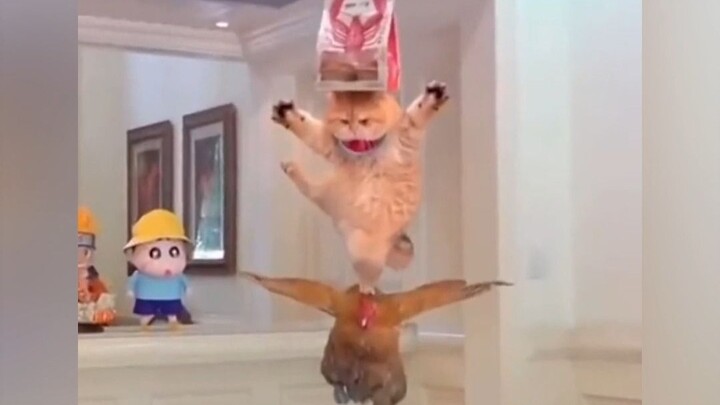 Before watching: Can a cat do the “Great Peng Spreads Its Wings”? After watching: It really does!