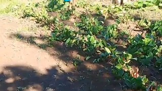 kuha muna Tayo ng gulay