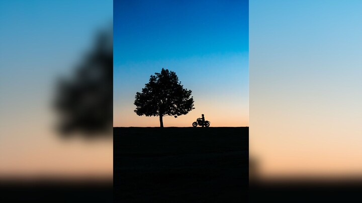 A solitary tree meets a free-spirited soul
