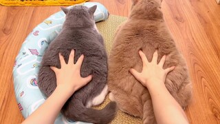 Phản ứng của mèo sẽ thế nào nếu bạn đột nhiên vuốt ve nó?