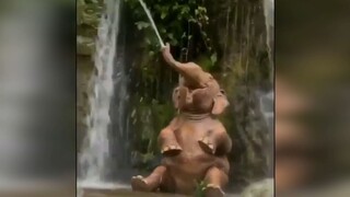 Warning: Cute baby elephant playing in the water, who is not a baby of 200-300 kg?