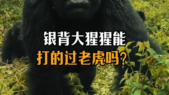 Can a silverback gorilla beat a tiger?