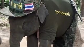 Thailand's elephant corps is just too adorable!
