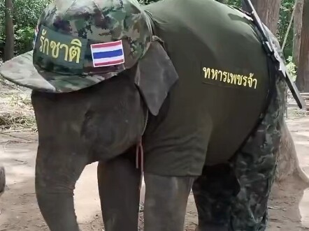 فرقة الفيلة الحربية التايلاندية لطيفة جدًا!