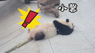 【大熊猫小馨】大青龙粑粑的制作过程！请谨慎观看，切勿选择吃饭时候观看（亲妈亲爸随意，宝贝拉粑粑都是最可爱的）