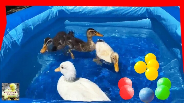 Duck Bathing in the Pool - Cute Duck - Swimming with the Ducks - The Animals Around Us